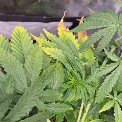 Royal Gorilla 1 growlog timeline photo