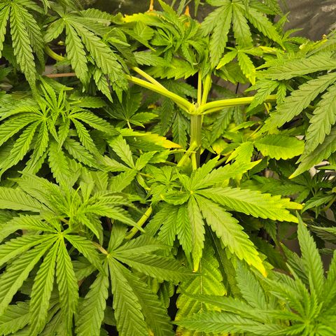 Royal Gorilla 1 growlog timeline photo