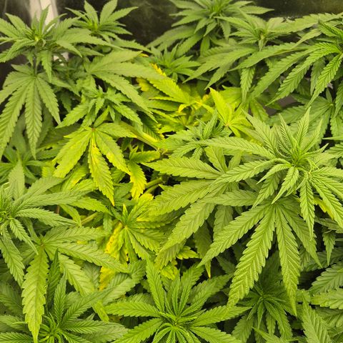 Wedding Gelato 1 growlog timeline photo