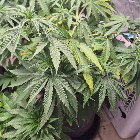 Royal Gorilla 2 growlog timeline photo