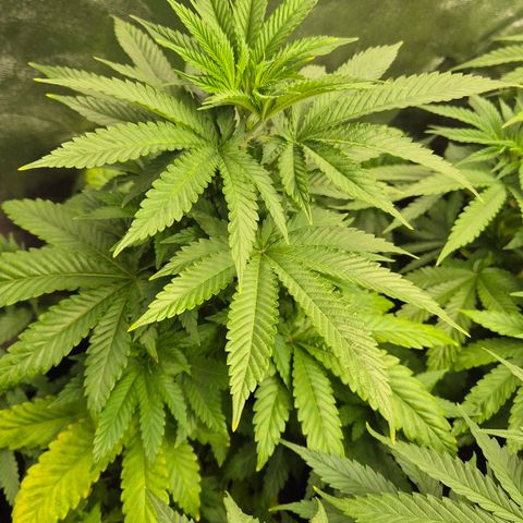 Wedding Gelato 2 growlog timeline photo