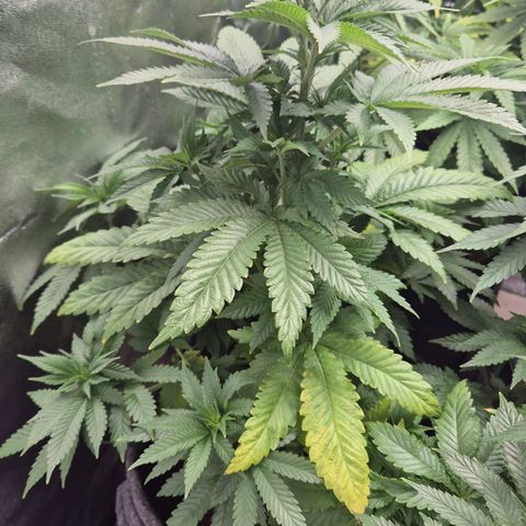 Wedding Gelato 2 growlog timeline photo