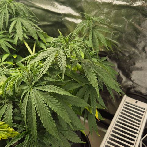 Royal Gorilla 1 growlog timeline photo