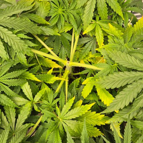 Royal Gorilla 1 growlog timeline photo