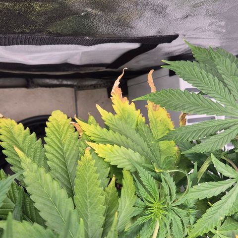Royal Gorilla 1 growlog timeline photo