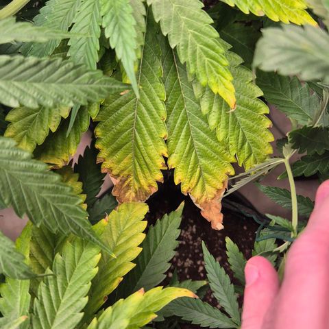 Royal Gorilla 1 growlog timeline photo