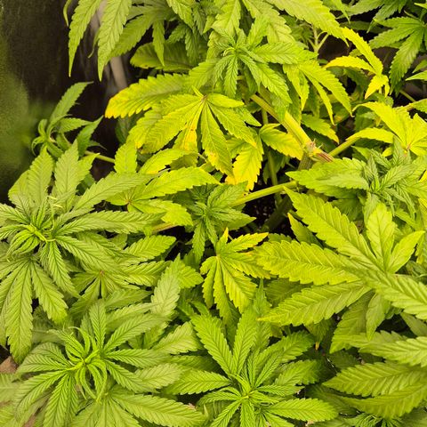 Wedding Gelato 1 growlog timeline photo