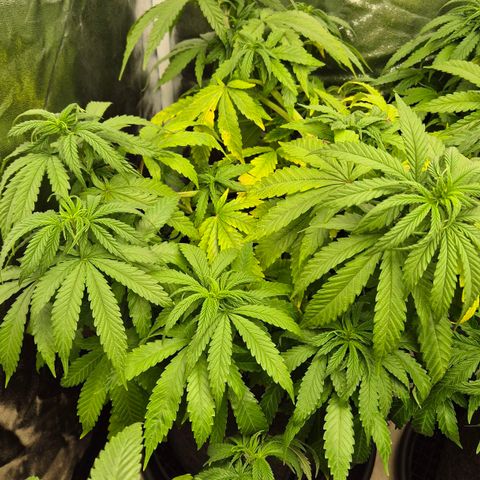 Wedding Gelato 1 growlog timeline photo