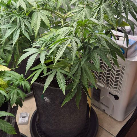 Royal Gorilla 2 growlog timeline photo