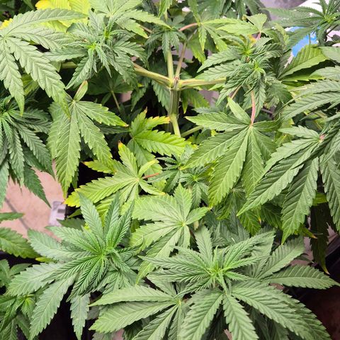 Royal Gorilla 2 growlog timeline photo