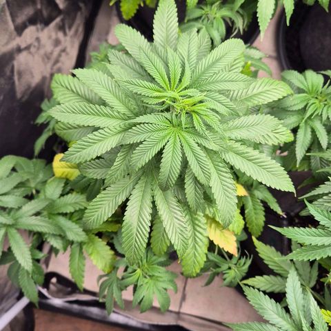 Wedding Gelato 2 growlog timeline photo