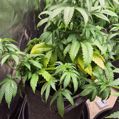 Wedding Gelato 2 growlog timeline photo