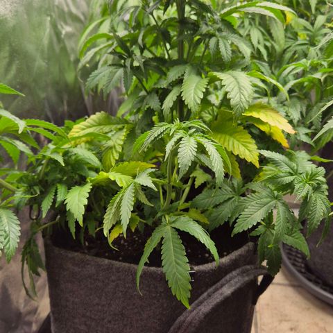 Wedding Gelato 2 growlog timeline photo