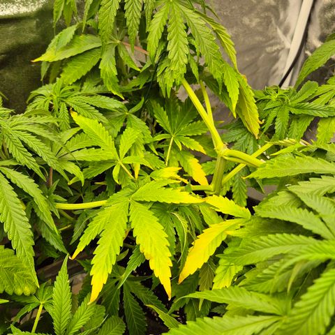 Royal Gorilla 1 growlog timeline photo
