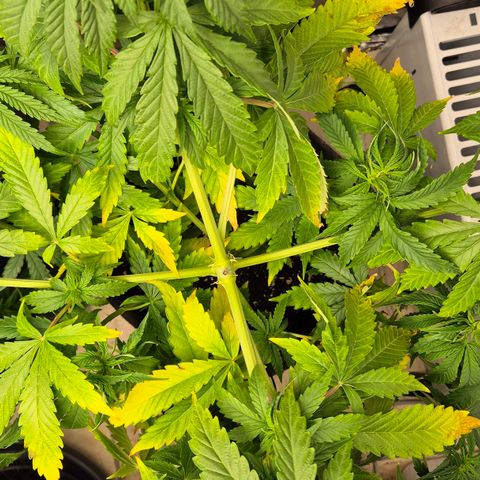 Royal Gorilla 1 growlog timeline photo