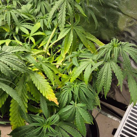 Royal Gorilla 1 growlog timeline photo