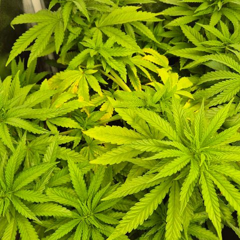Wedding Gelato 1 growlog timeline photo