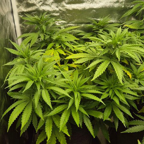 Wedding Gelato 1 growlog timeline photo