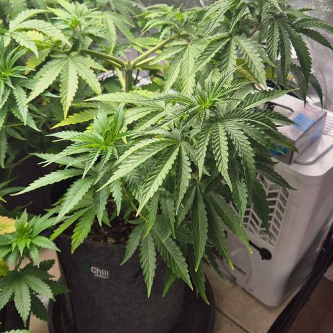 Royal Gorilla 2 growlog timeline photo