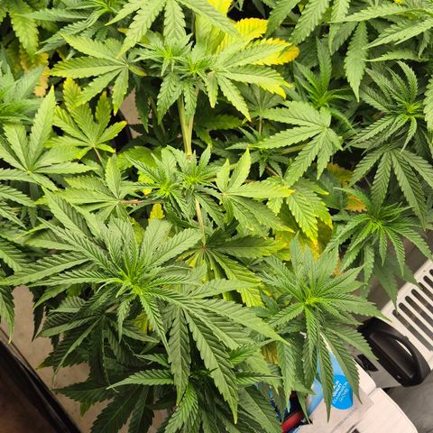 Royal Gorilla 2 growlog timeline photo