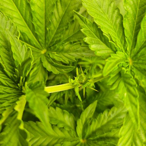 Wedding Gelato 2 growlog timeline photo