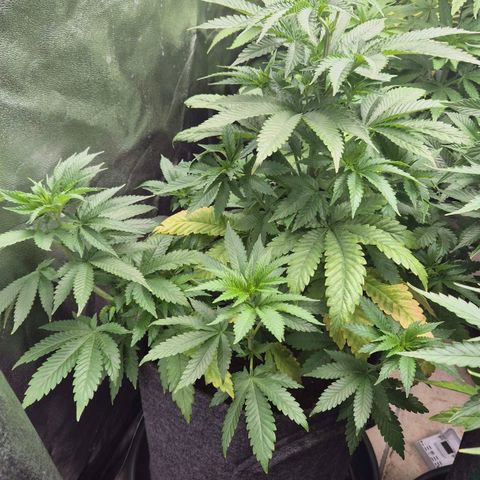 Wedding Gelato 2 growlog timeline photo