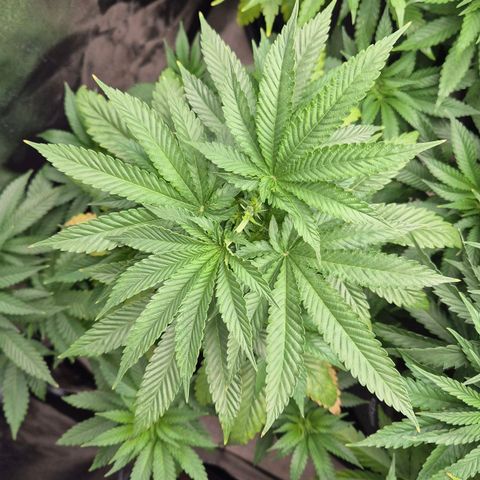 Wedding Gelato 2 growlog timeline photo