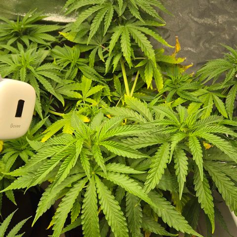 Royal Gorilla 1 growlog timeline photo