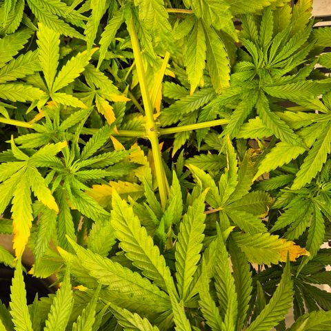 Royal Gorilla 1 growlog timeline photo
