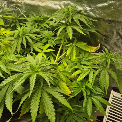 Royal Gorilla 1 growlog timeline photo
