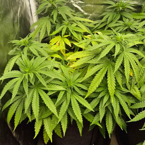 Wedding Gelato 1 growlog timeline photo