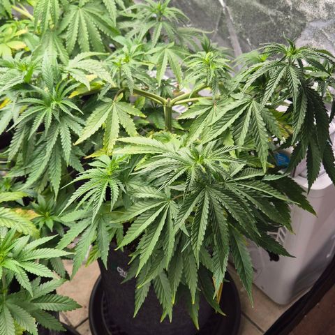 Royal Gorilla 2 growlog timeline photo