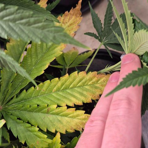 Royal Gorilla 2 growlog timeline photo