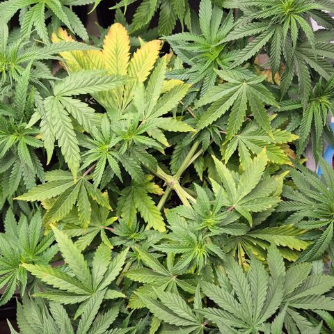 Royal Gorilla 2 growlog timeline photo