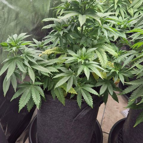 Wedding Gelato 2 growlog timeline photo