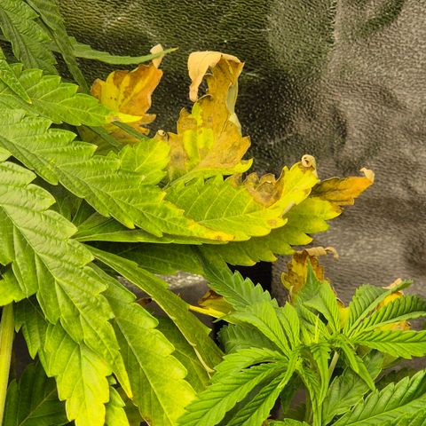Royal Gorilla 1 growlog timeline photo