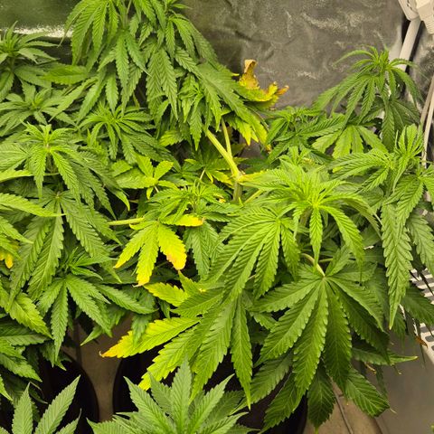 Royal Gorilla 1 growlog timeline photo