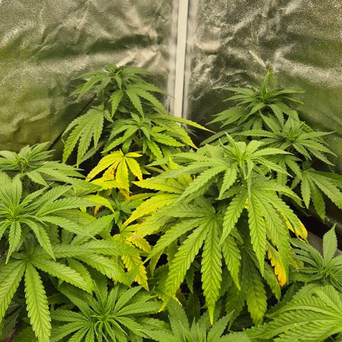 Wedding Gelato 1 growlog timeline photo