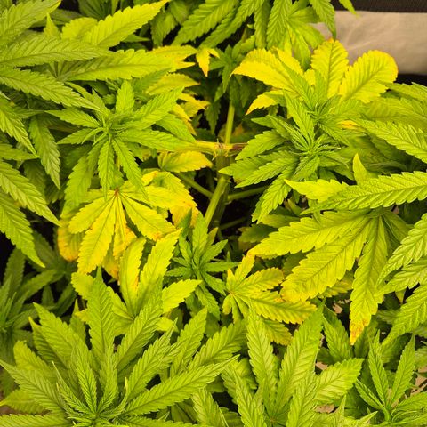 Wedding Gelato 1 growlog timeline photo