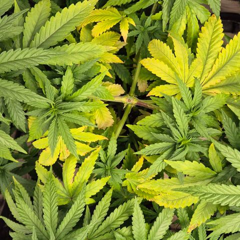 Wedding Gelato 1 growlog timeline photo
