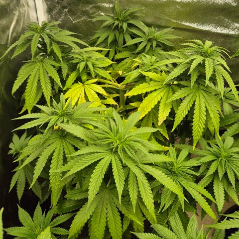 Wedding Gelato 1 growlog timeline photo