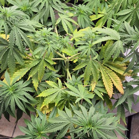 Royal Gorilla 2 growlog timeline photo