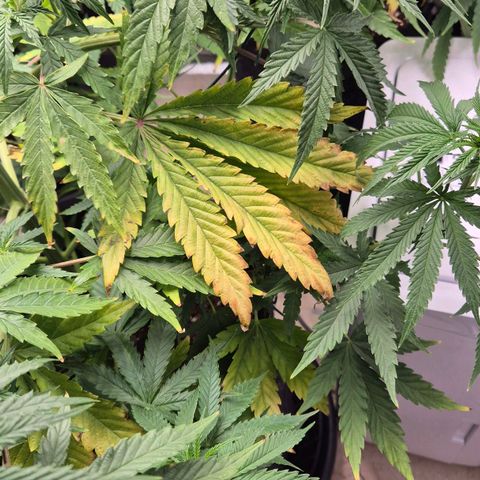 Royal Gorilla 2 growlog timeline photo