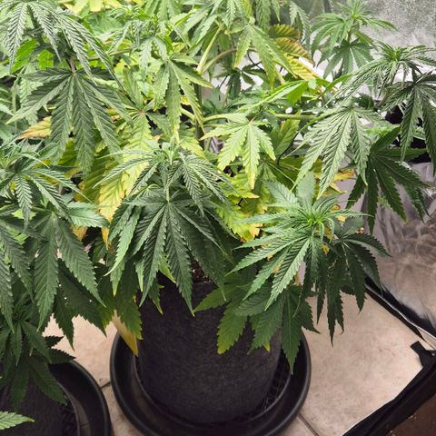 Royal Gorilla 2 growlog timeline photo