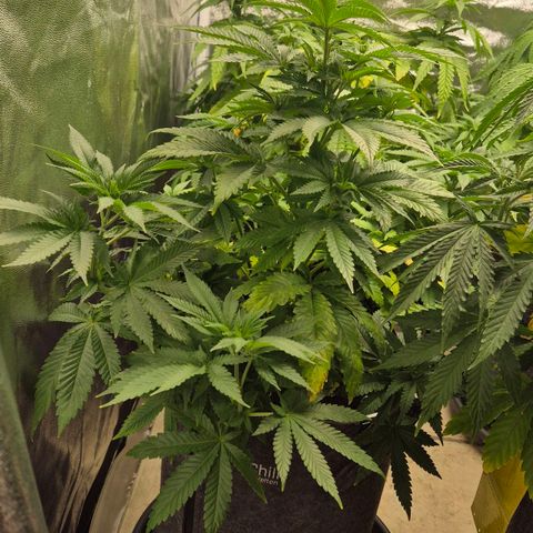 Wedding Gelato 2 growlog timeline photo