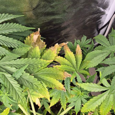 Royal Gorilla 1 growlog timeline photo