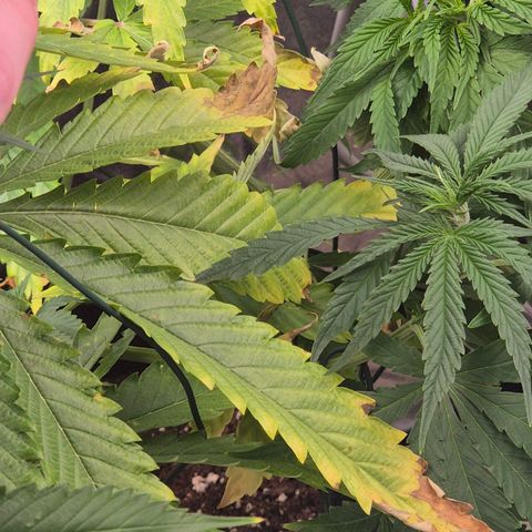 Royal Gorilla 1 growlog timeline photo
