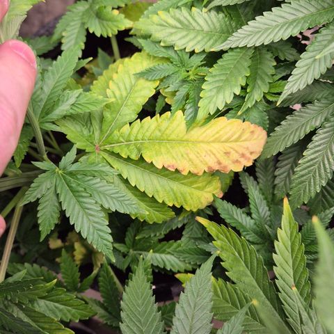 Wedding Gelato 2 growlog timeline photo
