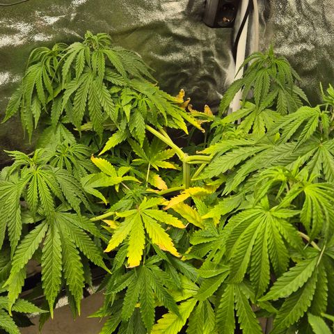 Royal Gorilla 1 growlog timeline photo