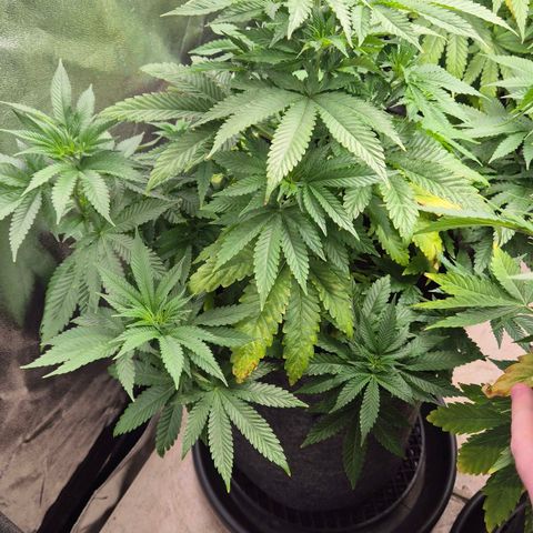 Wedding Gelato 2 growlog timeline photo